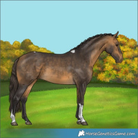 Horse Color:Buckskin Tobiano 