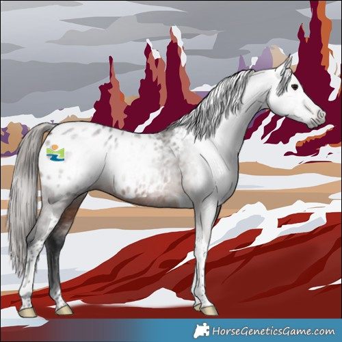 Horse Color:Gray Bay Tobiano Appaloosa 