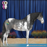 Horse Color:Black Sabino Tobiano 