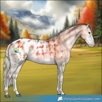 Horse Color:Plaid Silver Brown Onyx Sabino Tobiano Appaloosa Rabicano