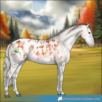 Horse Color:Plaid  Silver Brown Onyx Sabino Tobiano Appaloosa Rabicano 