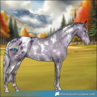 Horse Color:Plaid  White Spotted Silver Brown Ice Dun Appaloosa Rabicano 