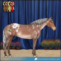 Horse Color:White Spotted Silver Bay Appaloosa Rabicano