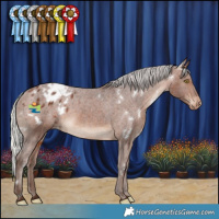 Horse Color:White Spotted Silver Bay Appaloosa Rabicano 
