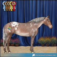 Horse Color:White Spotted Silver Bay Appaloosa Rabicano 