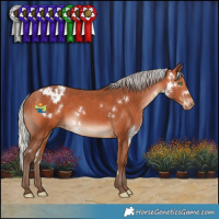 Horse Color:White Spotted Silver Bay Appaloosa Rabicano 