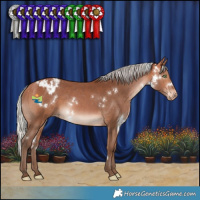 Horse Color:White Spotted Silver Bay Appaloosa Rabicano 
