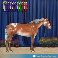 Horse Color:White Spotted Silver Bay Appaloosa Rabicano