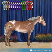 Horse Color:White Spotted Silver Bay Appaloosa Rabicano