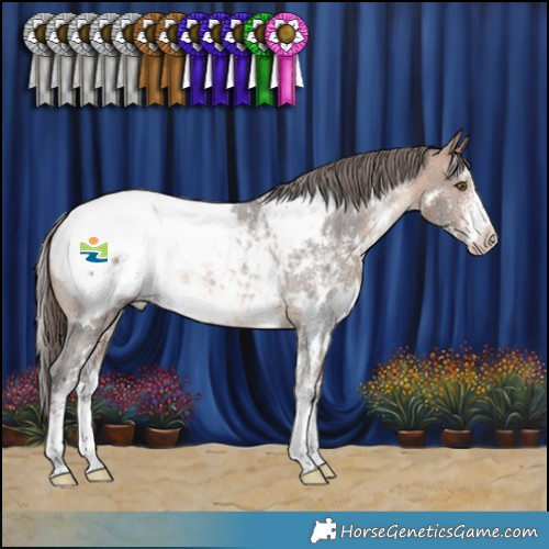 Horse Color:White Spotted Bay Sabino Appaloosa Rabicano 