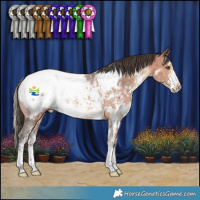 Horse Color:White Spotted Bay Sabino Appaloosa Rabicano