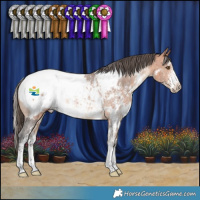 Horse Color:White Spotted Bay Sabino Appaloosa Rabicano 