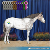 Horse Color:White Spotted Bay Sabino Appaloosa Rabicano