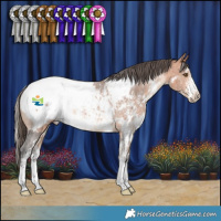 Horse Color:White Spotted Bay Sabino Appaloosa Rabicano 