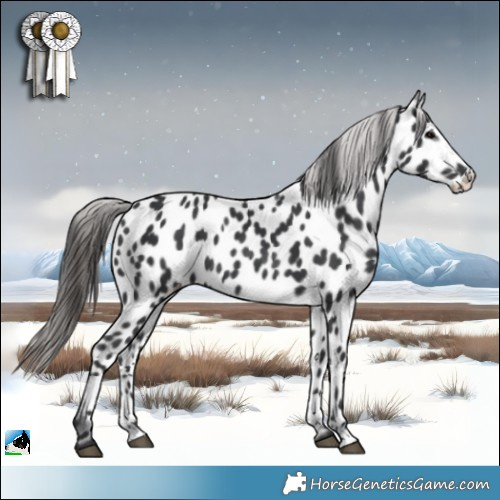 Horse Color:Black Sabino Appaloosa 
