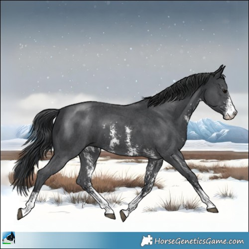Horse Color:Black Sabino