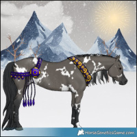 Horse Color:White Spotted Grullo Rabicano 