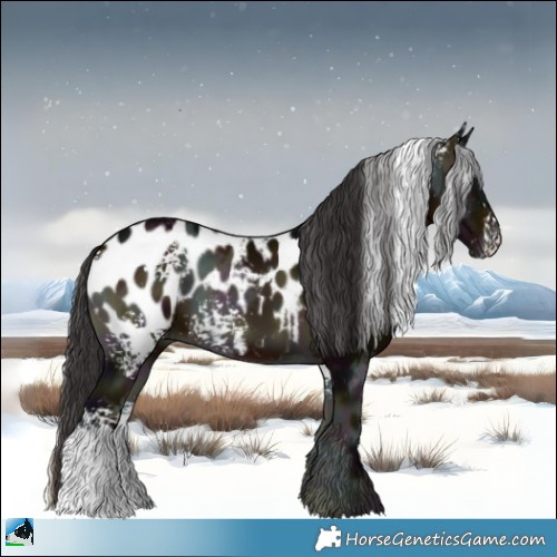 Horse Color:White Spotted Midnight Brown Ice Onyx Appaloosa 