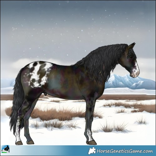 Horse Color:Midnight Brown Ice Onyx Sabino Appaloosa 