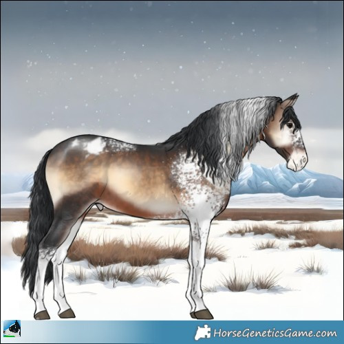 Horse Color:White Spotted Brown Onyx Appaloosa 
