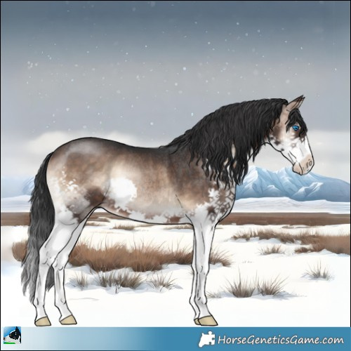 Horse Color:Brown Onyx Splash Rabicano 