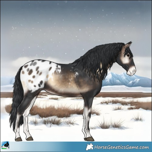 Horse Color:Brown Onyx Sabino Blanket 