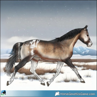 Horse Color:Brown Onyx Sabino Appaloosa Rabicano