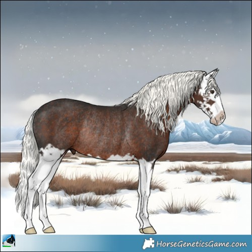 Horse Color:Liver Chestnut Mushroom Splash Rabicano 