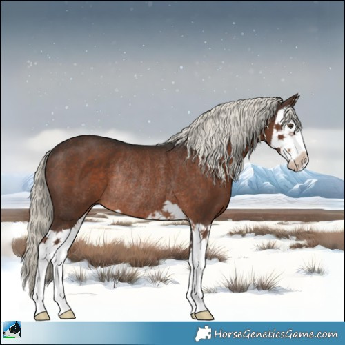 Horse Color:Liver Chestnut Mushroom Splash Rabicano 