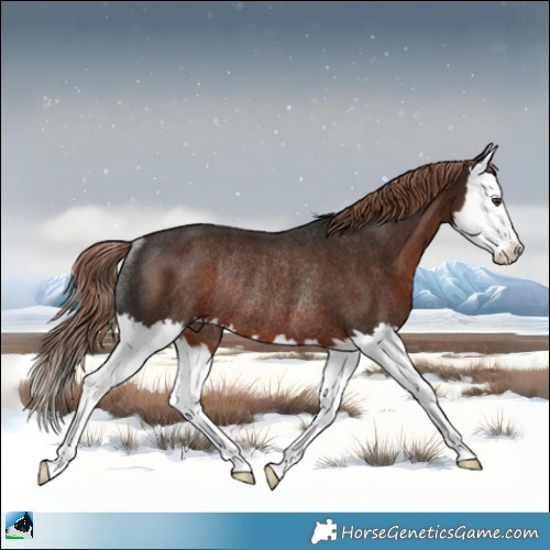 Horse Color:Liver Chestnut Splash Rabicano 