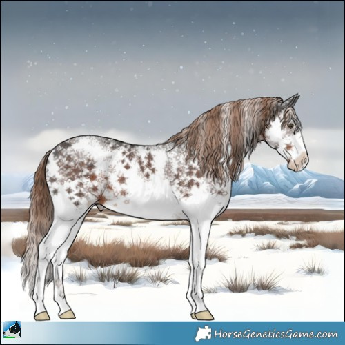 Horse Color:Liver Chestnut Sabino 