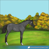 Horse Color:Gray Liver Red Roan 
