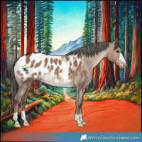 Horse Color:Liver Red Dun Appaloosa Rabicano