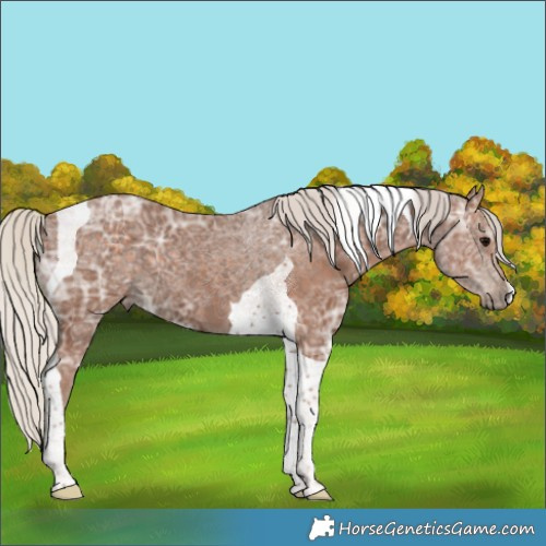 Horse Color:Silver Black Ice Tobiano 