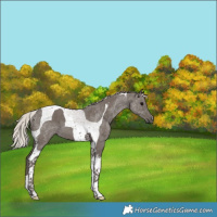 Horse Color:Silver Black Tobiano 
