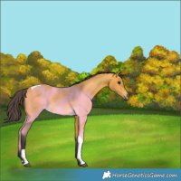 Horse Color:Buckskin Tobiano Rabicano 
