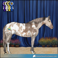 Horse Color:Brown Dun Sabino Appaloosa  and Liver Red Dun Appaloosa 