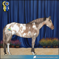 Horse Color:Brown Dun Sabino Appaloosa and Liver Red Dun Appaloosa