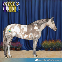 Horse Color:Brown Dun Sabino Appaloosa and Liver Red Dun Appaloosa