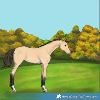 Horse Color:Buckskin 