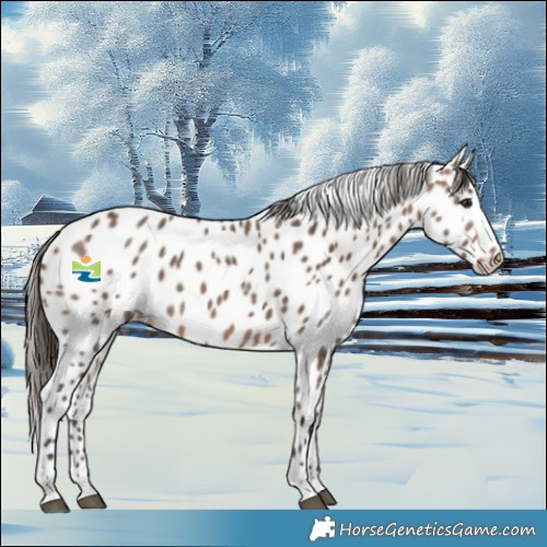 Horse Color:Brown Dun Appaloosa 