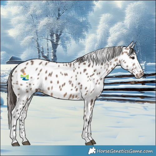 Horse Color:Brown Dun Appaloosa 