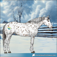 Horse Color:Brown Dun Appaloosa 