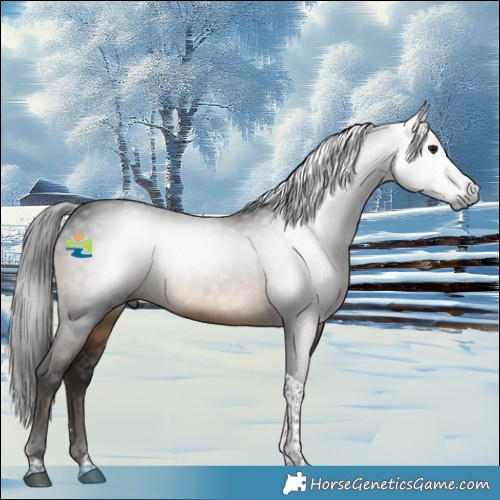 Horse Color:Gray Brown Tobiano 