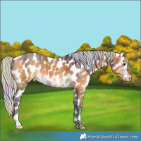 Horse Color:Nacre Silver Buckskin Appaloosa 