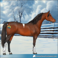 Horse Color:Bay Tobiano 