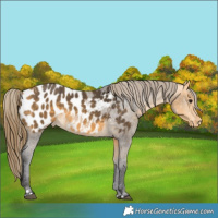 Horse Color:Buckskin Appaloosa 