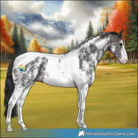 Horse Color:Brown Sabino Tobiano