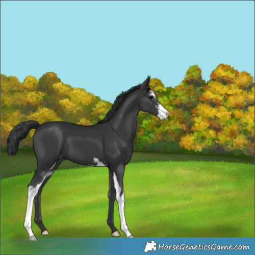 Horse Color:Black Sabino 