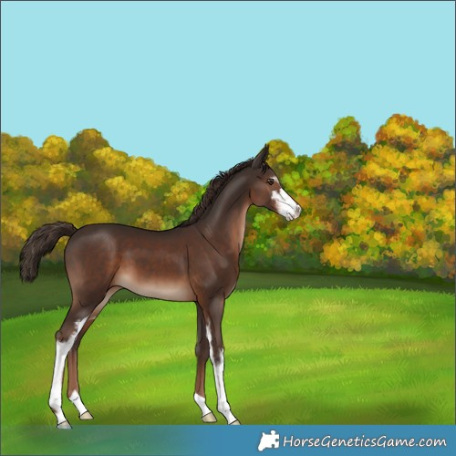 Horse Color:Liver Chestnut Sabino 